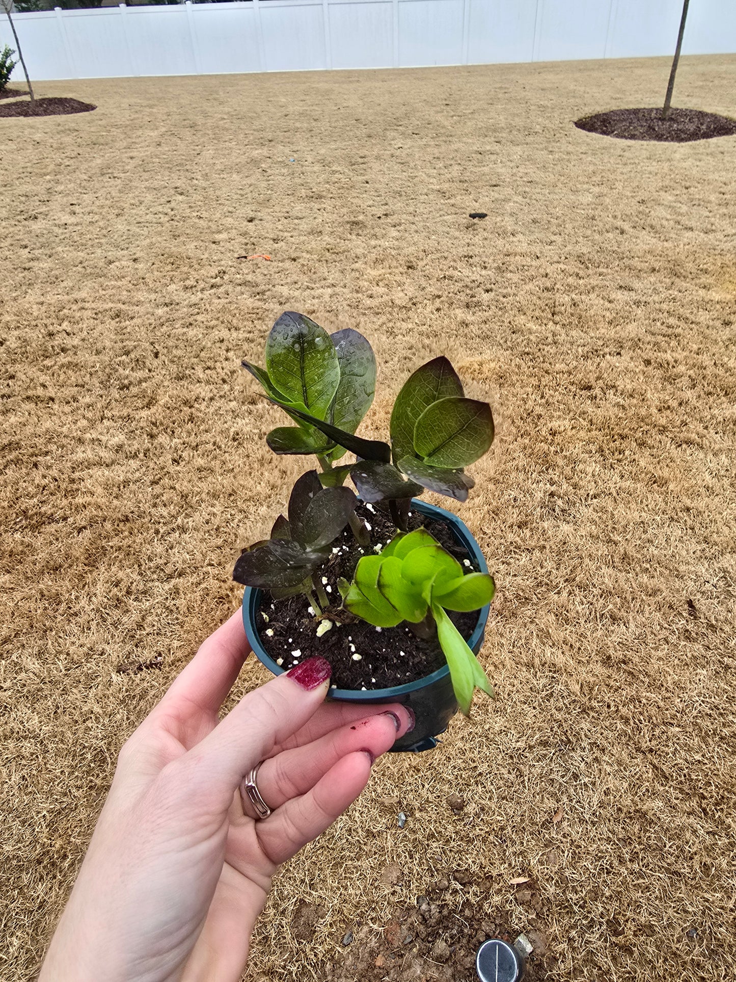 ZZ Black Oscura 4" - Not Pet Friendly - Pick Your Plant Option - Live Indoor Plant