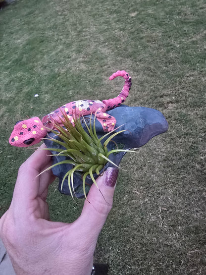 Bobble Head Lizard with Tillandsia - Pet Friendly - Pick Your Plant Option - Live Indoor Plant