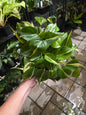 6" Philodendron Silver Stripe - Not Pet Friendly - Pick Your Plant Option - Indoor Plant