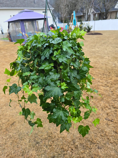 Ivy Green 8” Hanging Basket - Not Pet Friendly - Pick Your Plant Option - Live Indoor Plant