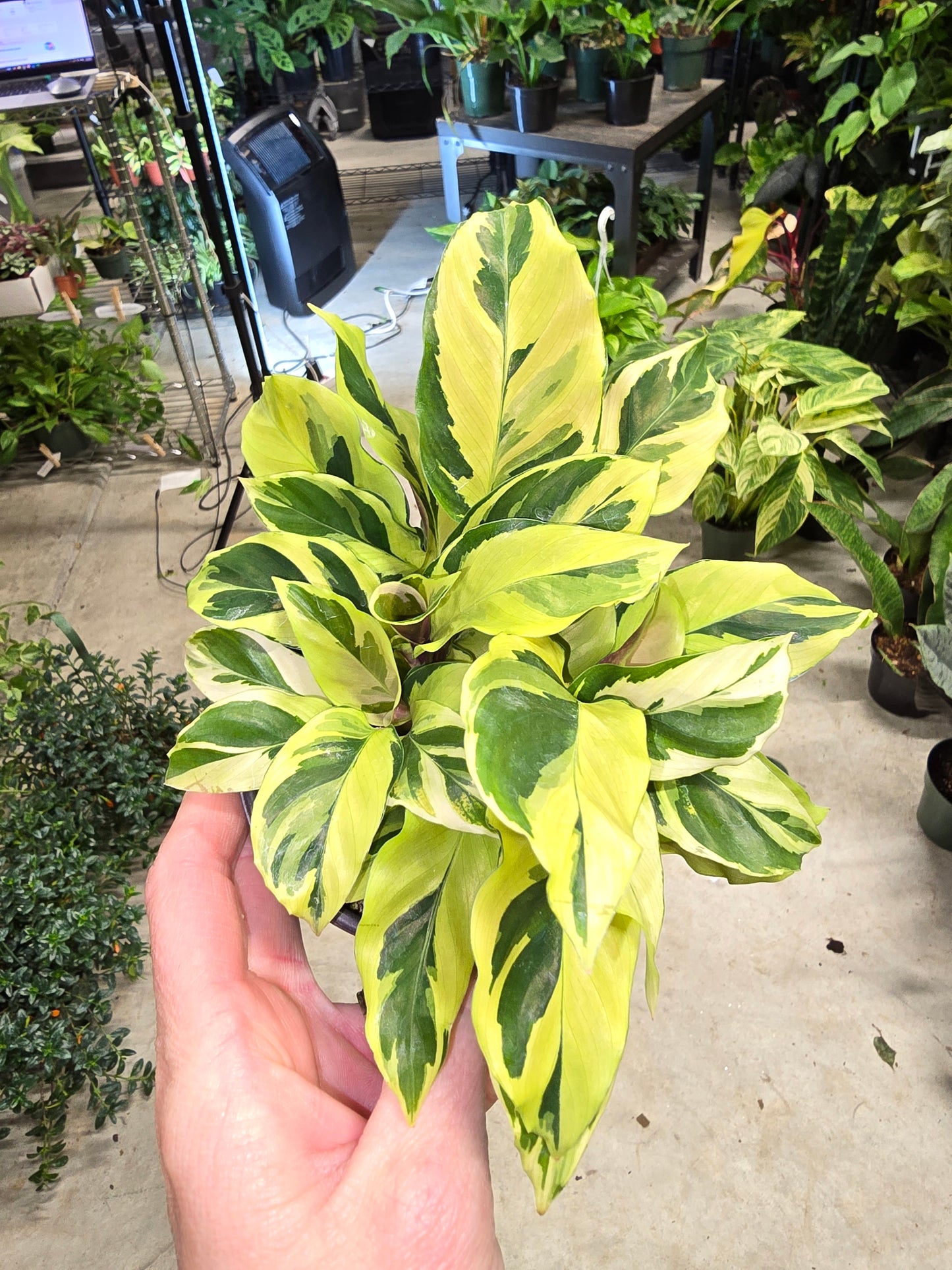 4" Calathea Louisae Thai Beauty - Pet Friendly - Pick Your Plant Option - Live Indoor Plant