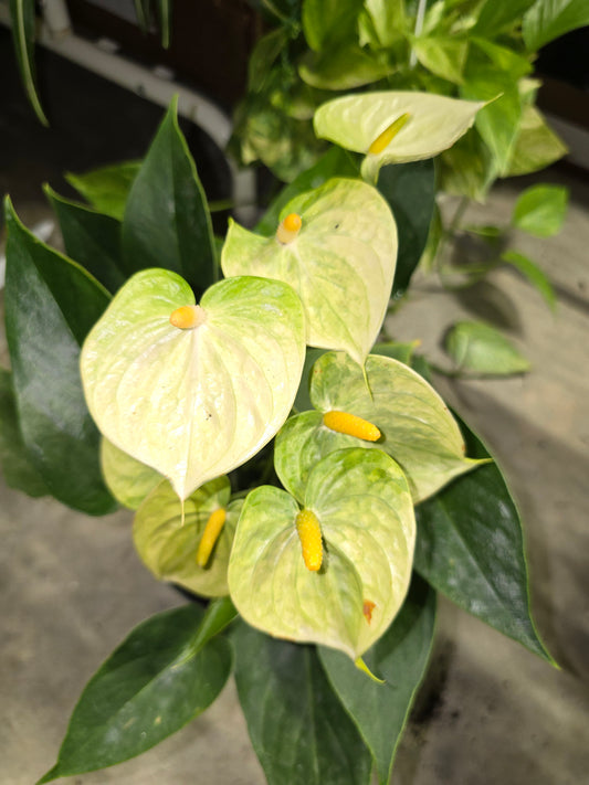 6" Anthurium Vanilla - Not Pet Friendly - Pick Your Plant Option - Live Indoor Plant