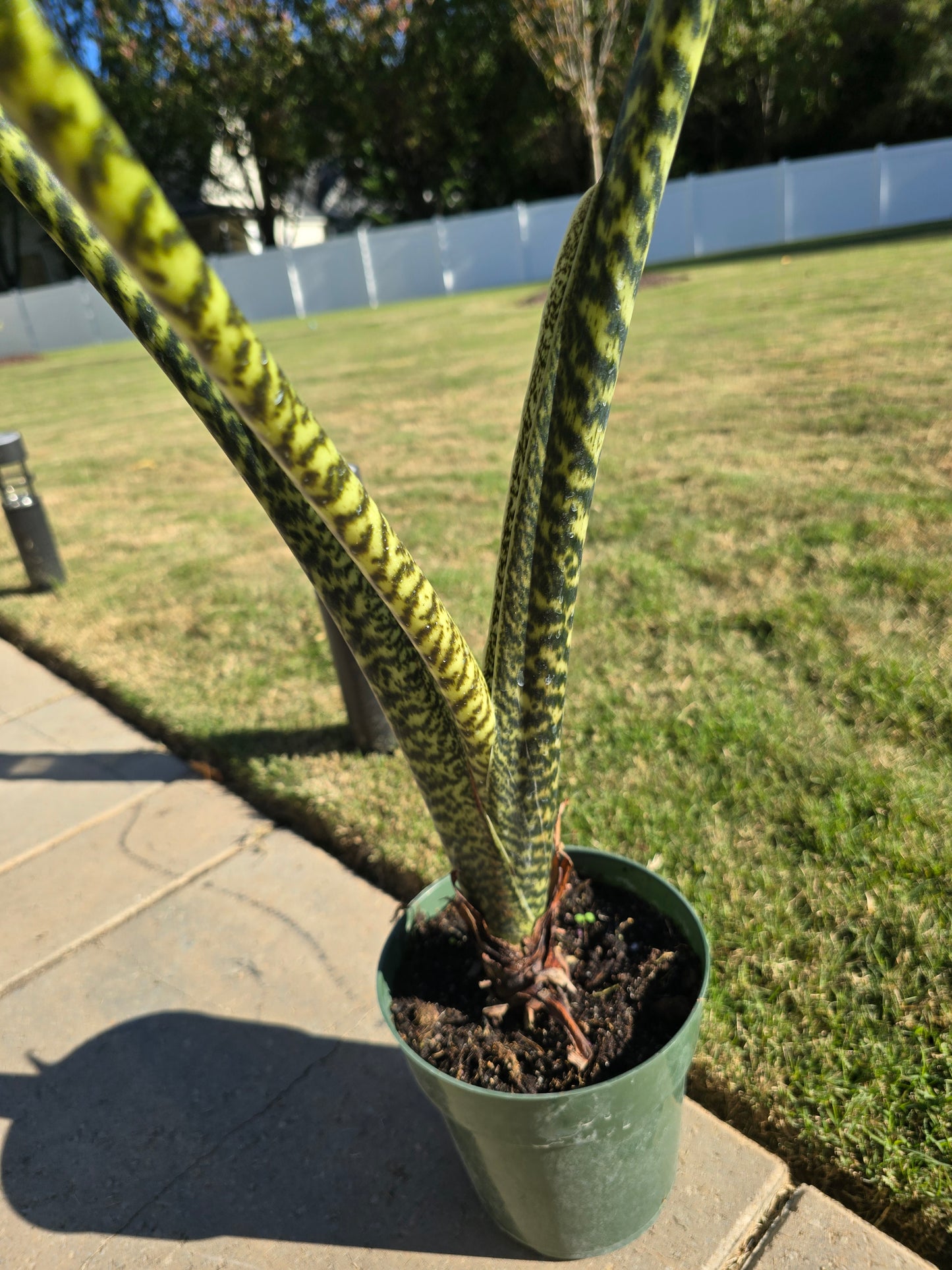 6" Alocasia Zebrina - Not Pet Friendly - Pick Your Plant Option - Live Indoor Plant