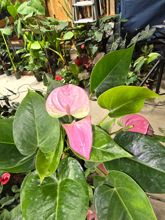 6" Anthurium Melito - Not Pet Friendly - Pick Your Plant Option - Live Indoor Plant