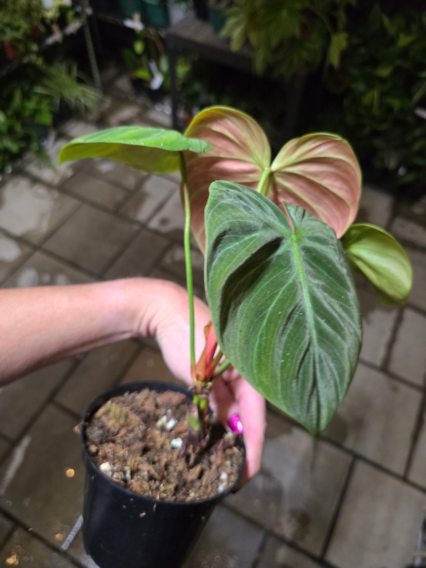 4" Philodendron El Choco Red - Not Pet Friendly - Pick Your Plant Option - Live Indoor Plant