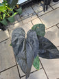 6" Anthurium Queen of Hearts - Not Pet Friendly - Pick Your Plant Option - Live Indoor Plant