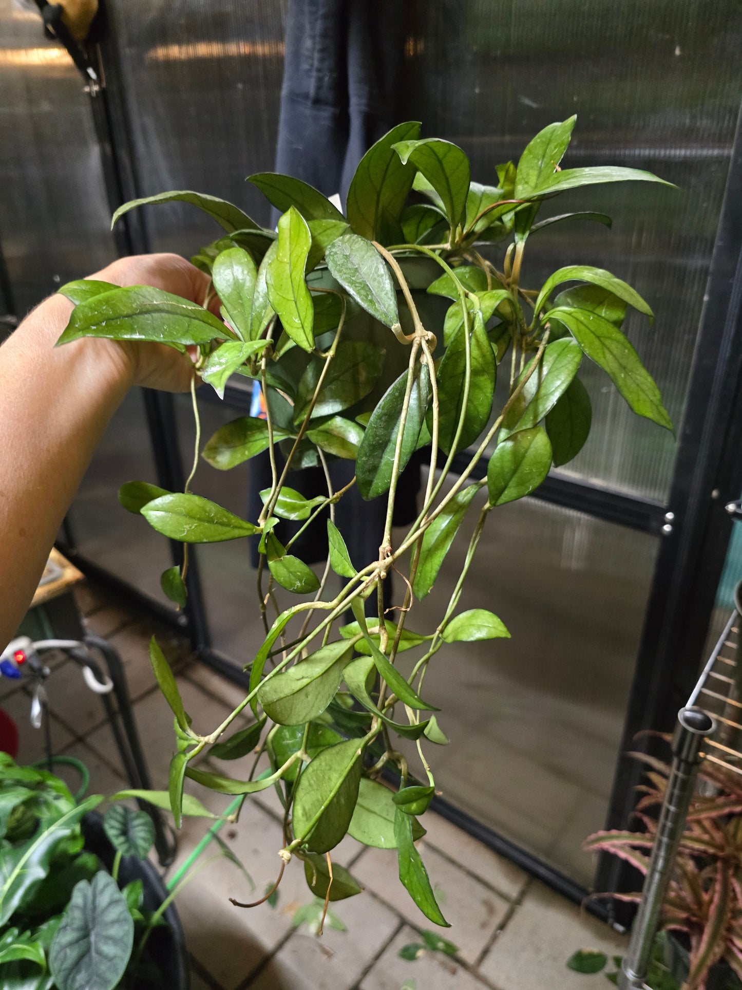 6" Hoya Crassipetiolata - Pet Friendly - Pick Your Plant Option - Live Indoor Plant