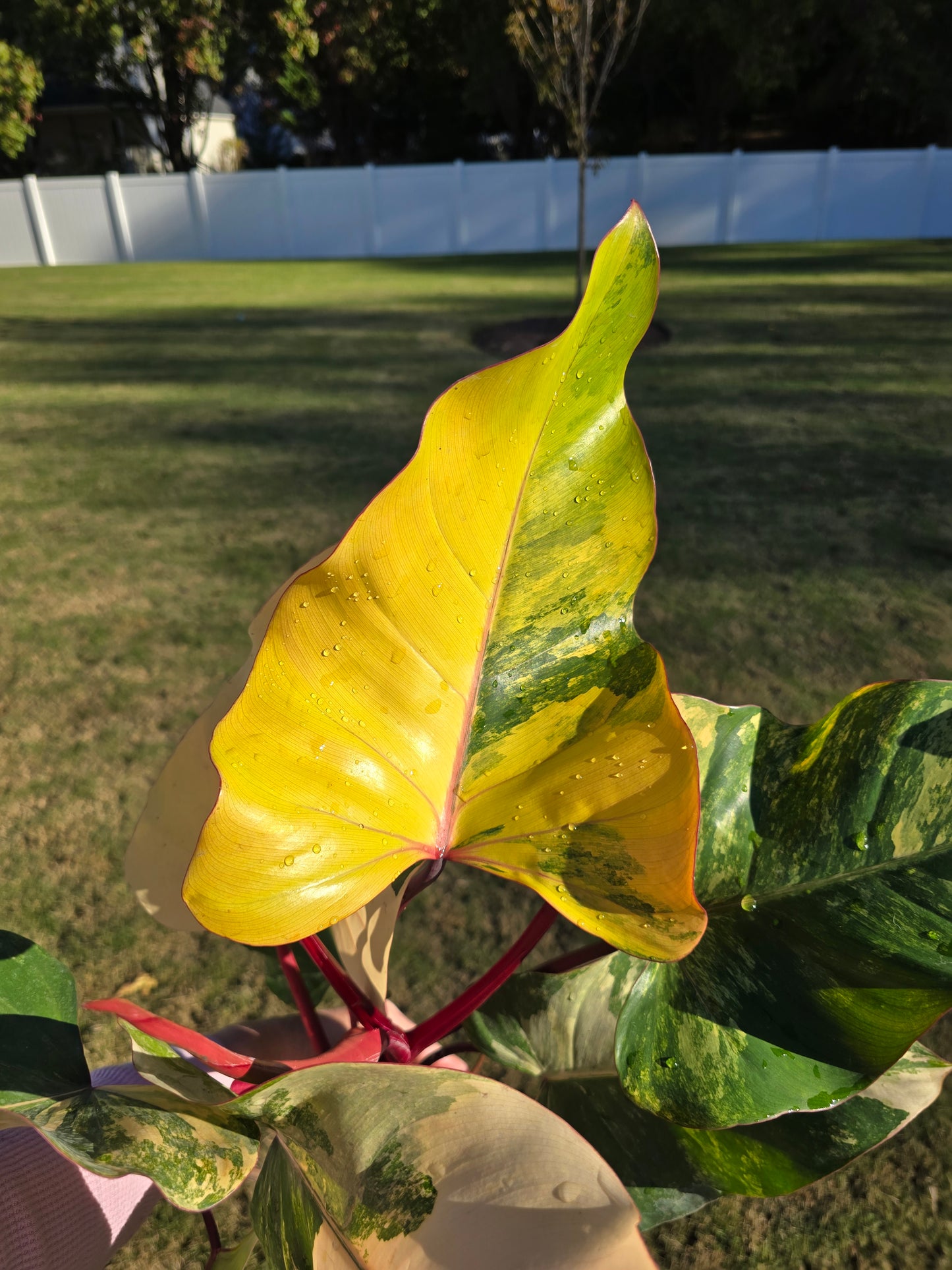 6" Philodendron Strawberry Shake - Not Pet Friendly - Pick Your Plant Option - Live Indoor Plant