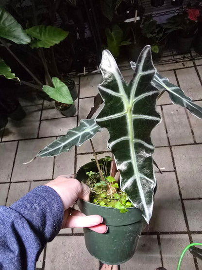 6" Alocasia Amazonica Purpley - Not Pet Friendly - Pick Your Plant Option - Live Indoor Plant