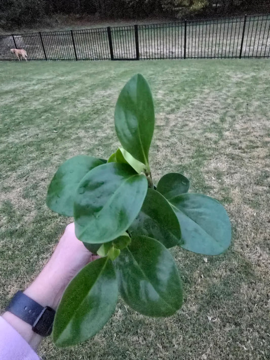 4" Peperomia Obtusifolia Green - Pet Friendly - Pick Your Plant Option - Live Indoor Plant