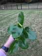 4" Peperomia Obtusifolia Green - Pet Friendly - Pick Your Plant Option - Live Indoor Plant