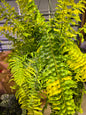 8" Tiger Stripe Boston Fern Hanging Basket - Pet Friendly - Pick Your Plant Option - Live Indoor Plant