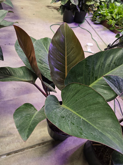 3g Philodendron Roho Congo - Not Pet Friendly - Pick Your Plant Option - Indoor Plant