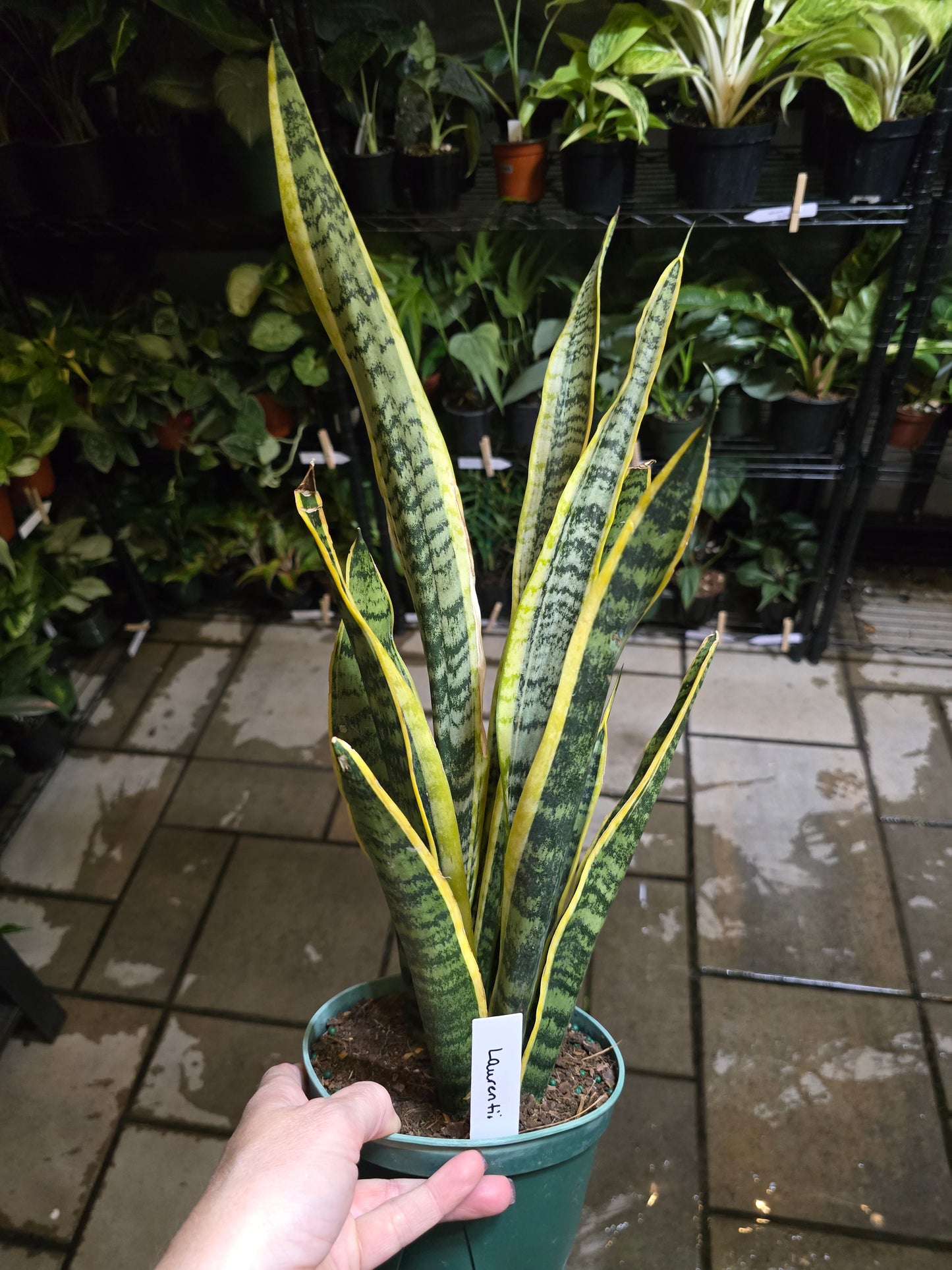 6” Snake Plant Laurentii - Sansevieria - Not Pet Friendly - Pick Your Plant Option - Live Indoor Plant