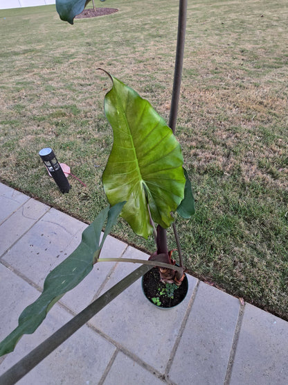 6" Alocasia Sumo - Not Pet Friendly - Pick Your Plant Option - Live Indoor Plant