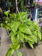 Pothos Neon Queen (Epipremnum) Hanging Basket 8" - Not Pet Friendly - Pick Your Plant Option - Live Indoor Plant