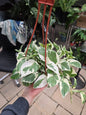 6" Pothos N' Joy Hanging Basket - Pearls & Jade - Epipremnum - Not Pet Friendly - Pick Your Plant Option - Live Indoor Plant