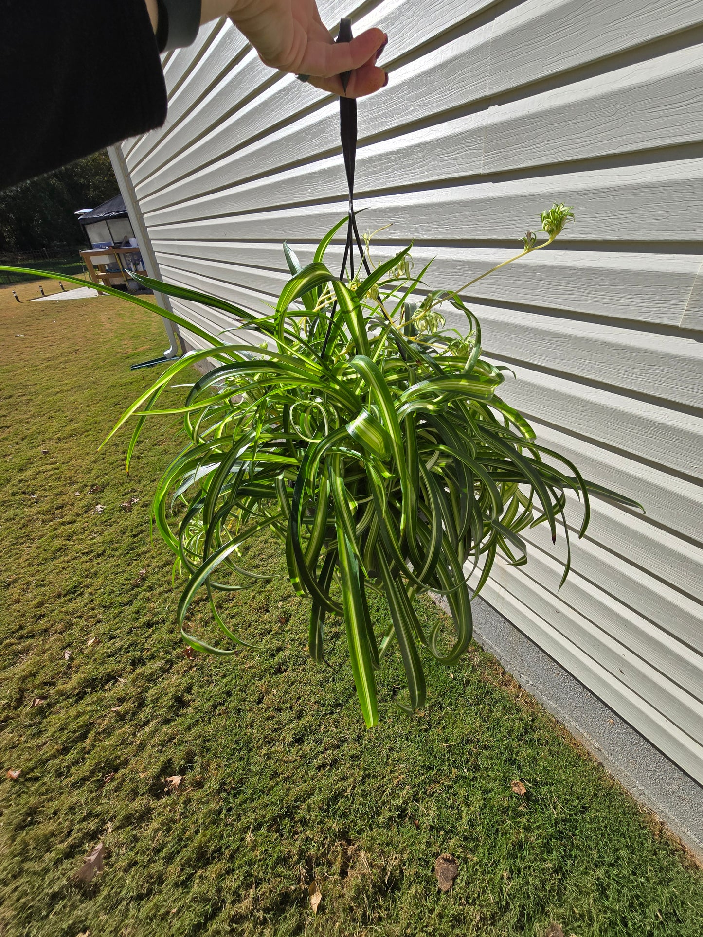 8" Spider Plant Curly Hanging Basket - Pet Friendly - Pick Your Plant Option - Live Indoor Plant