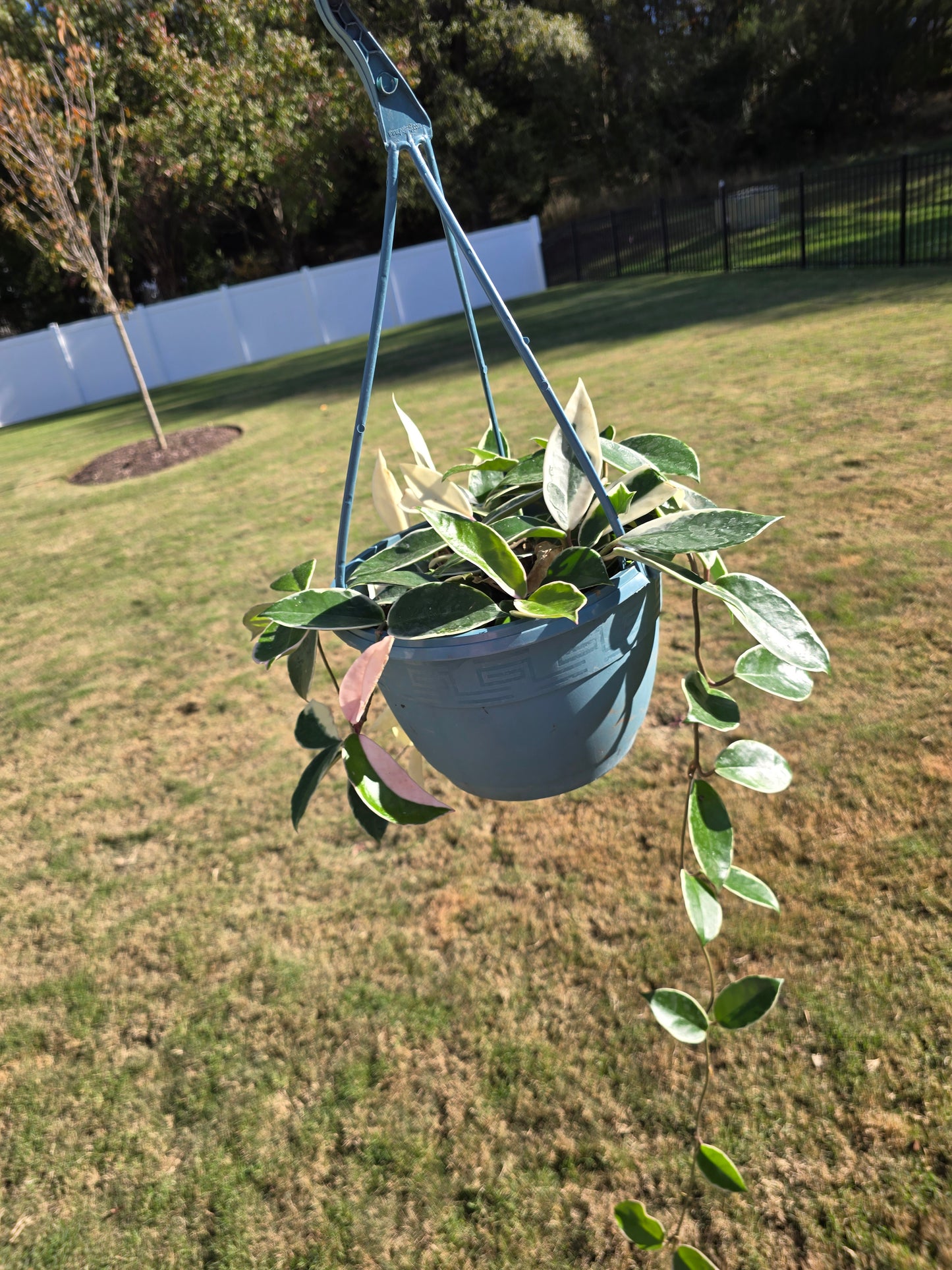 8" Hoya Krimson Queen (Tricolor) Hanging Basket - Pet Friendly - Pick Your Plant Option - Live Indoor Plant