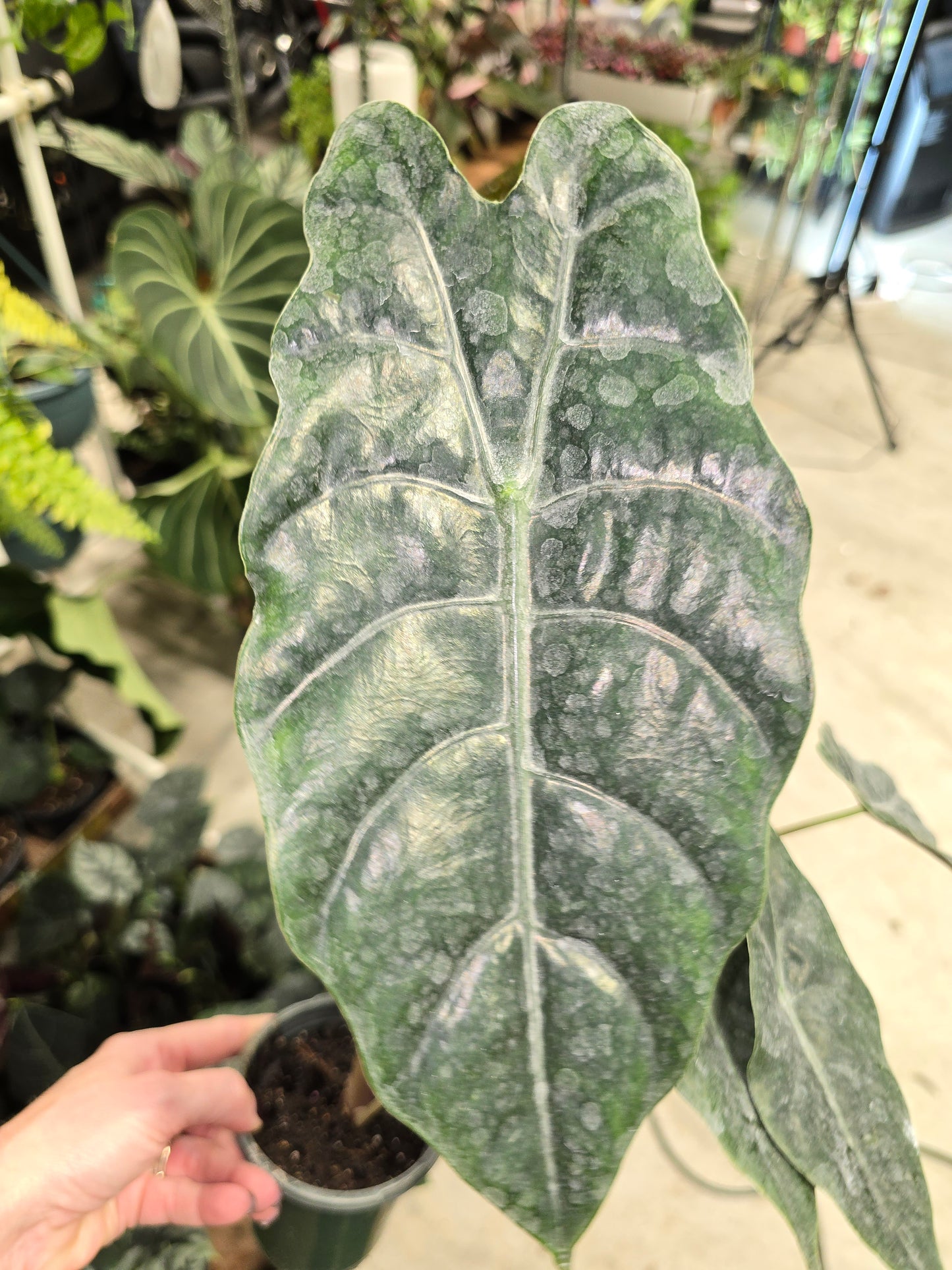 6" Alocasia Chantrieri - Not Pet Friendly - Pick Your Plant Option - Live Indoor Plant