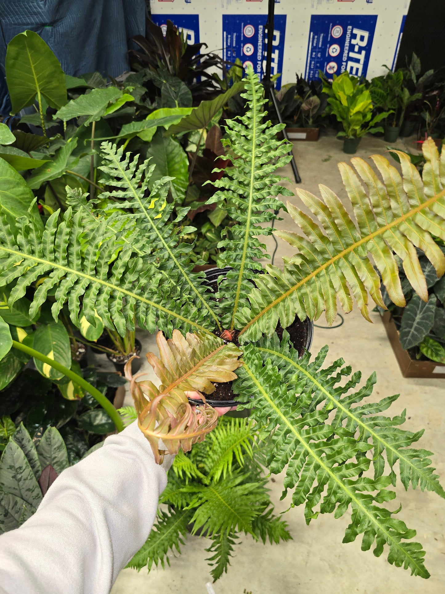 8" Brazilian Tree Fern - Pet Friendly - Pick Your Plant Option - Live Indoor Plant