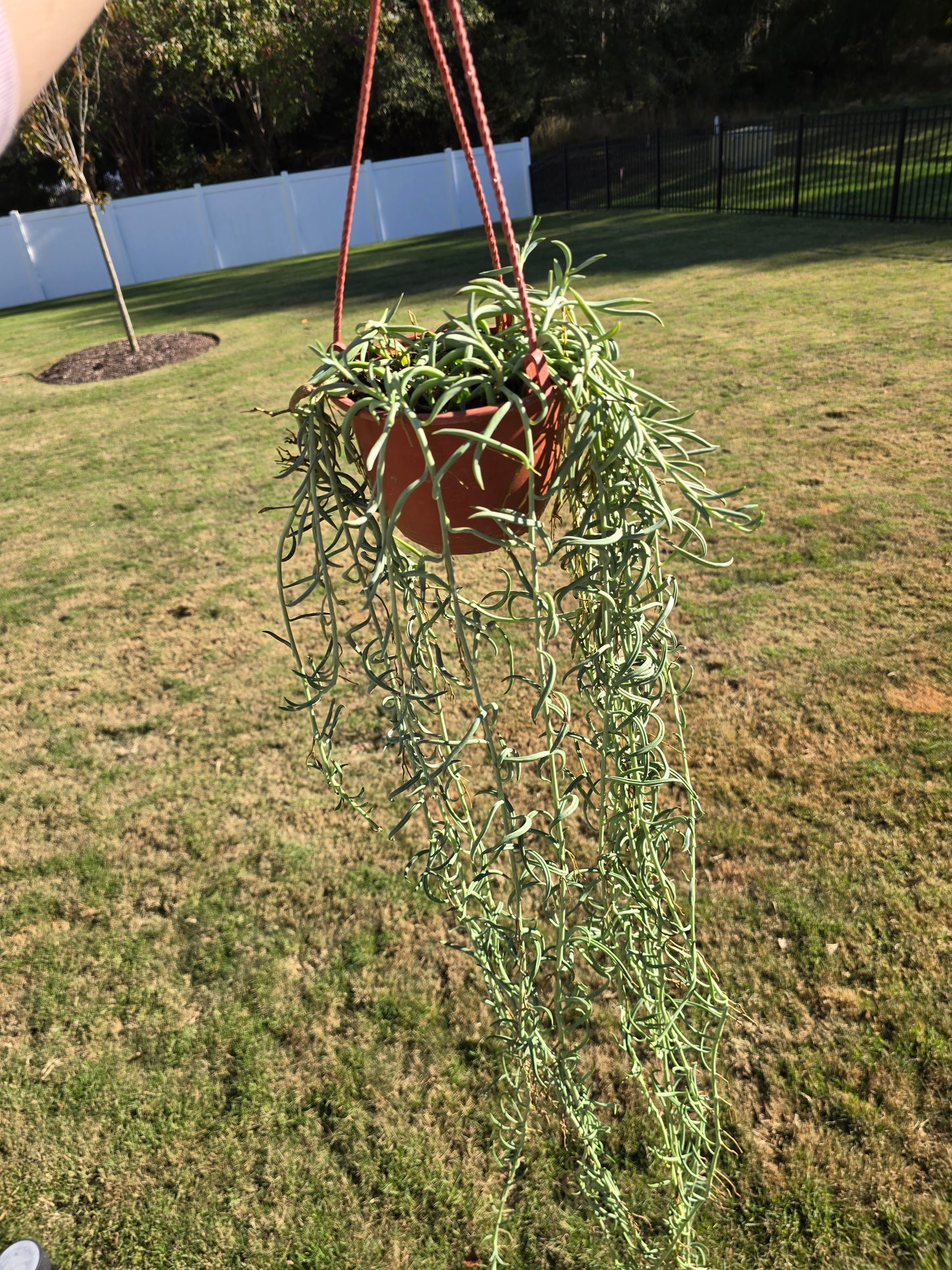 6" String of Fishhooks Hanging Basket - Senecio radicans - Pet Friendly - Pick Your Plant Option - Live Indoor Plant