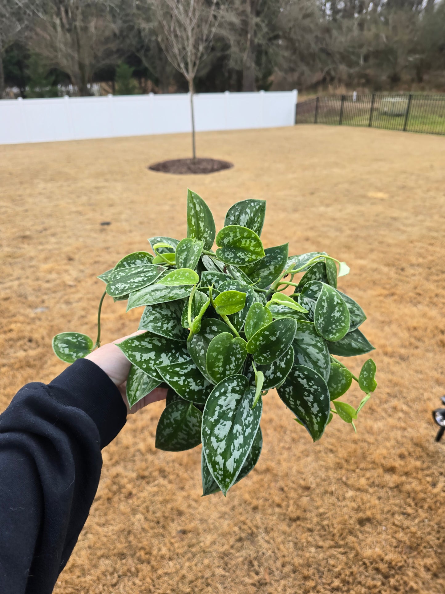 Scindapsus Pictus 6" - Not Pet Friendly - Pick Your Plant Option - Live Indoor Plant