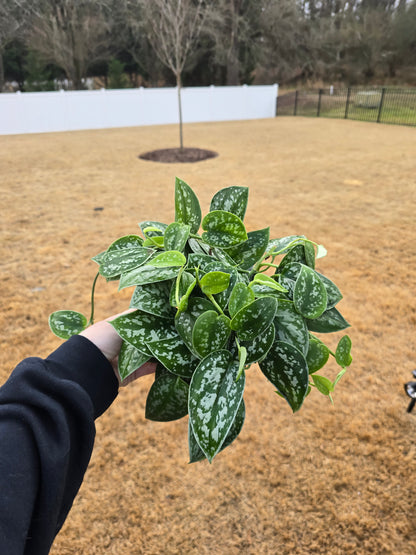 Scindapsus Pictus 6" - Not Pet Friendly - Pick Your Plant Option - Live Indoor Plant