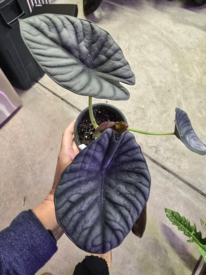 4" Alocasia Nebula Imperialis - Not Pet Friendly - Pick Your Plant Option - Live Indoor Plant