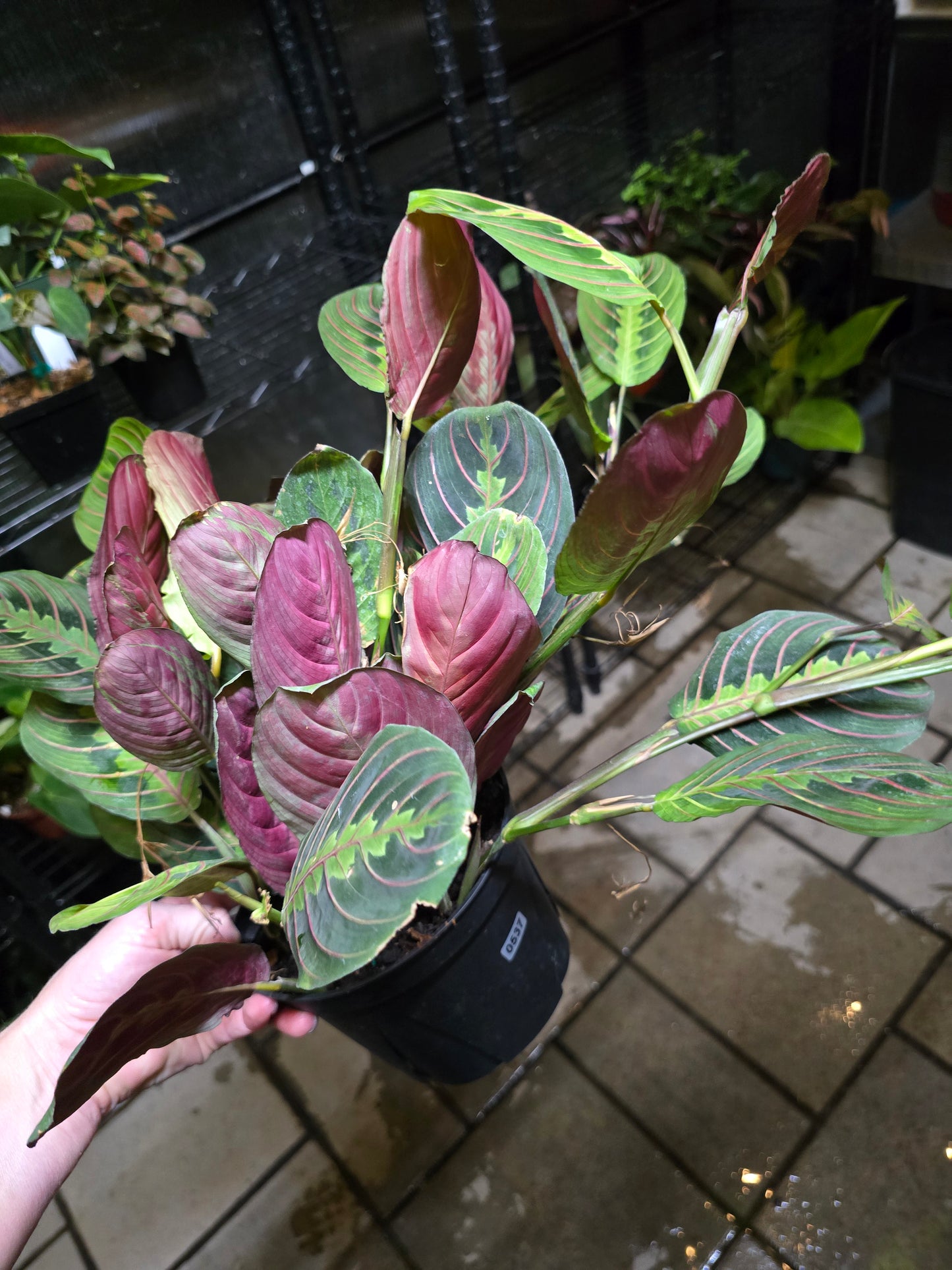 6" Maranta Red Prayer Plant - Pet Friendly - Pick Your Plant Option - Live Indoor Plant