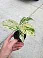 3" Epi Marble - Epipremnum Marble Variegated - Not Pet Friendly - Pick Your Plant Option - Live Indoor Plant