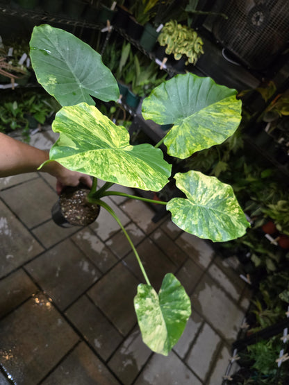 4" Alocasia Gageana 'Aurea' - Not Pet Friendly - Pick Your Plant Option - Live Indoor Plant