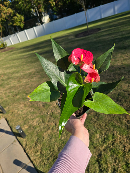 6" Anthurium Maine - Not Pet Friendly - Pick Your Plant Option - Live Indoor Plant