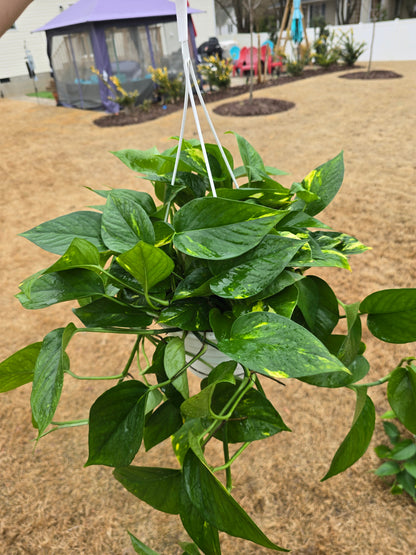 Pothos Golden 8" Hanging Basket - Not Pet Friendly - Pick Your Plant Option - Live Indoor Plant