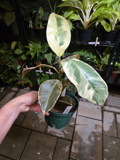 6" Ficus Rubber Tineke Bush - Not Pet Friendly - Pick Your Plant Option - Live Indoor Plant