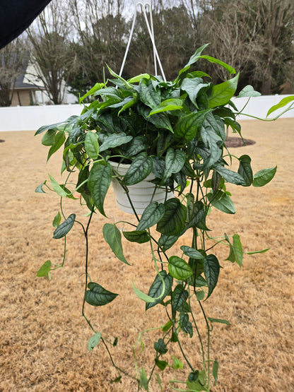 Monstera Siltepecana 8" Hanging Basket - Not Pet Friendly - Pick Your Plant Option - Live Indoor Plant