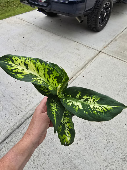 4" Dieffenbachia Snow - Not Pet Friendly - Pick Your Plant Option - Live Indoor Plant