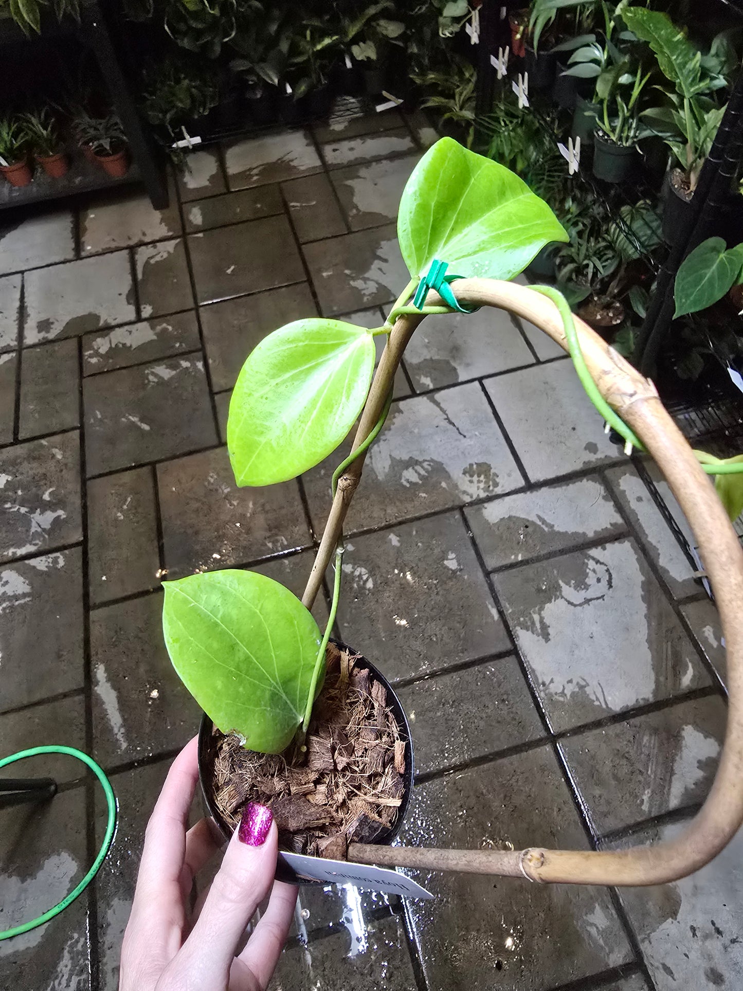 4" Hoya Cominsii w/Trellis - Pet Friendly - Pick Your Plant Option - Live Indoor Plant