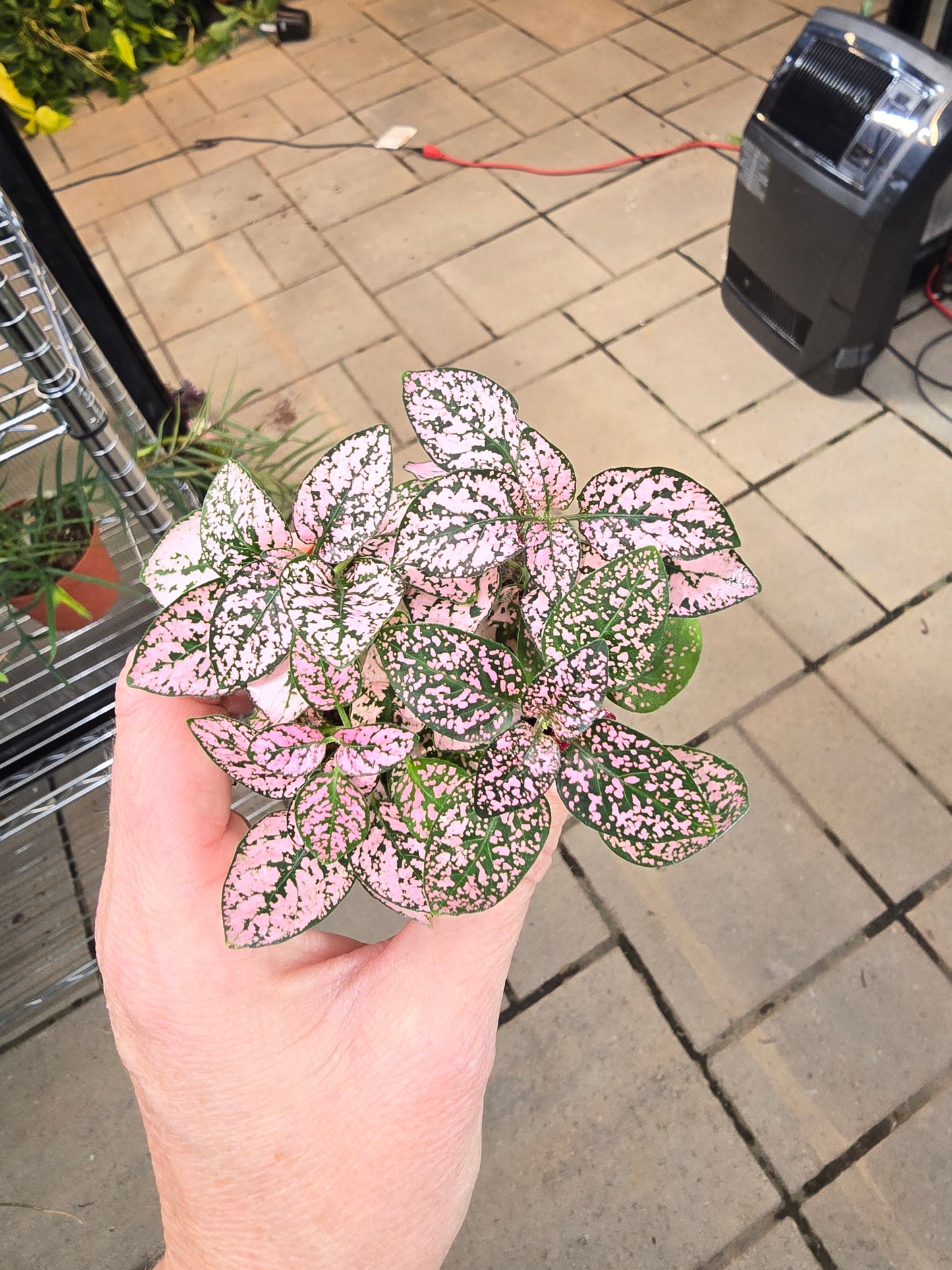 BOGO Polka Dot Mixed Colors Baby 2" - Pet Friendly - Pick Your Plant Option - Live Indoor Plant