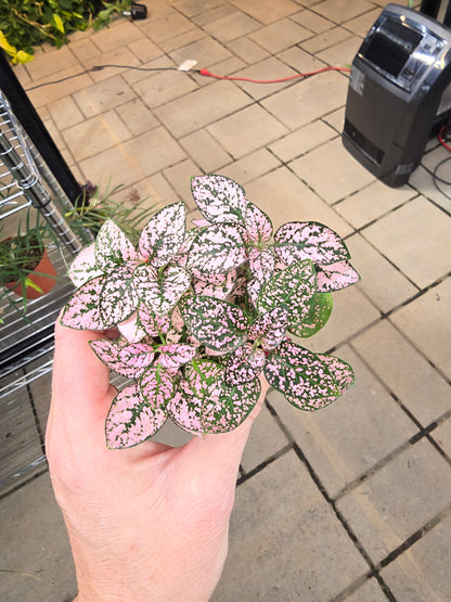 BOGO Polka Dot Mixed Colors Baby 2" - Pet Friendly - Pick Your Plant Option - Live Indoor Plant