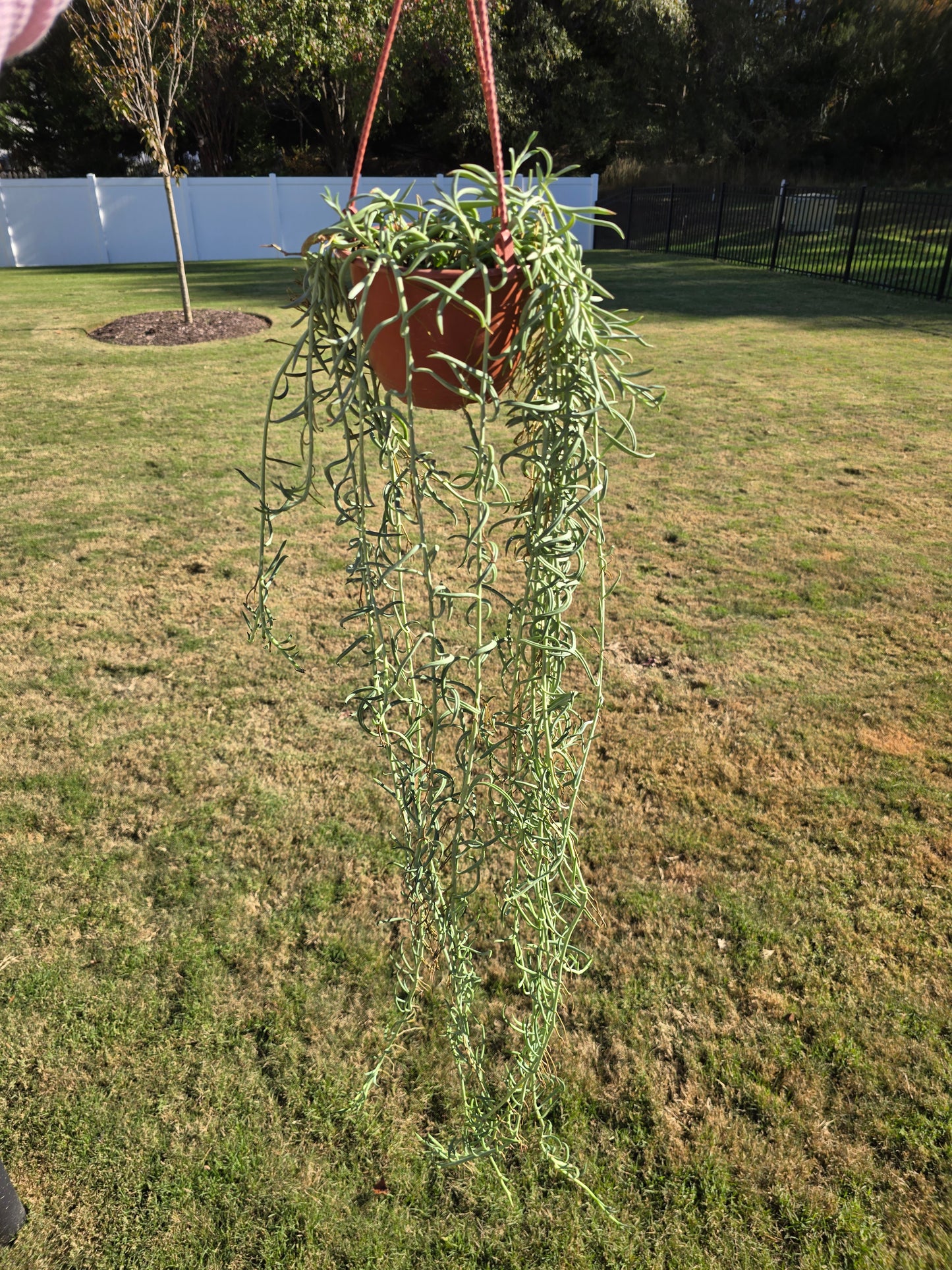 6" String of Fishhooks Hanging Basket - Senecio radicans - Pet Friendly - Pick Your Plant Option - Live Indoor Plant