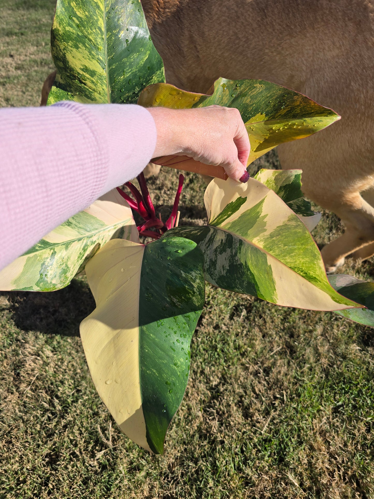 6" Philodendron Strawberry Shake - Not Pet Friendly - Pick Your Plant Option - Live Indoor Plant