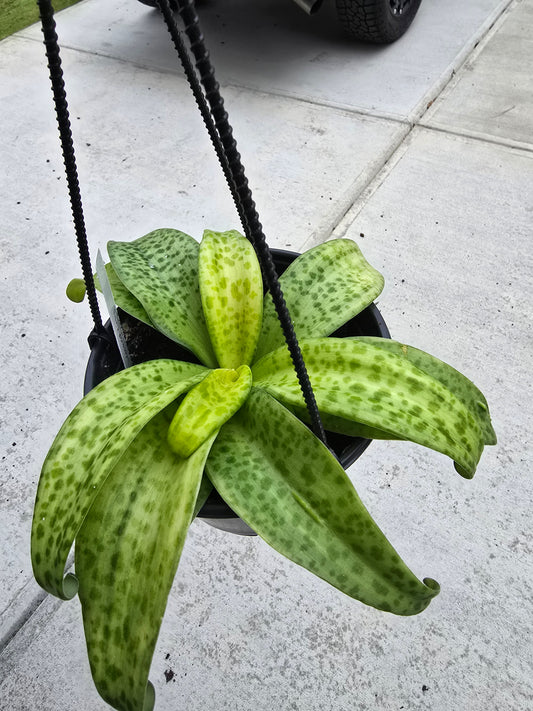 6" Ledebouria Leopard Lily Hanging Basket - Not Pet Friendly - Pick Your Plant Option - Live Indoor Plant (Copy)