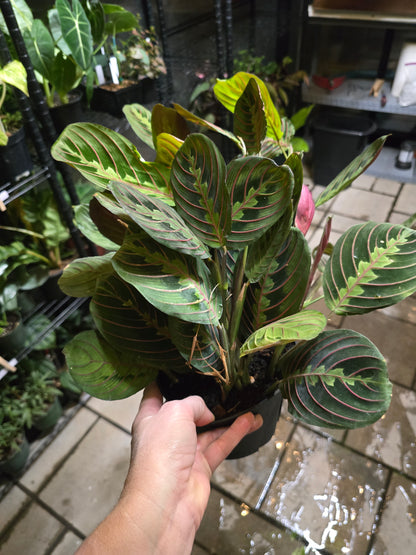 6" Maranta Red Prayer Plant - Pet Friendly - Pick Your Plant Option - Live Indoor Plant