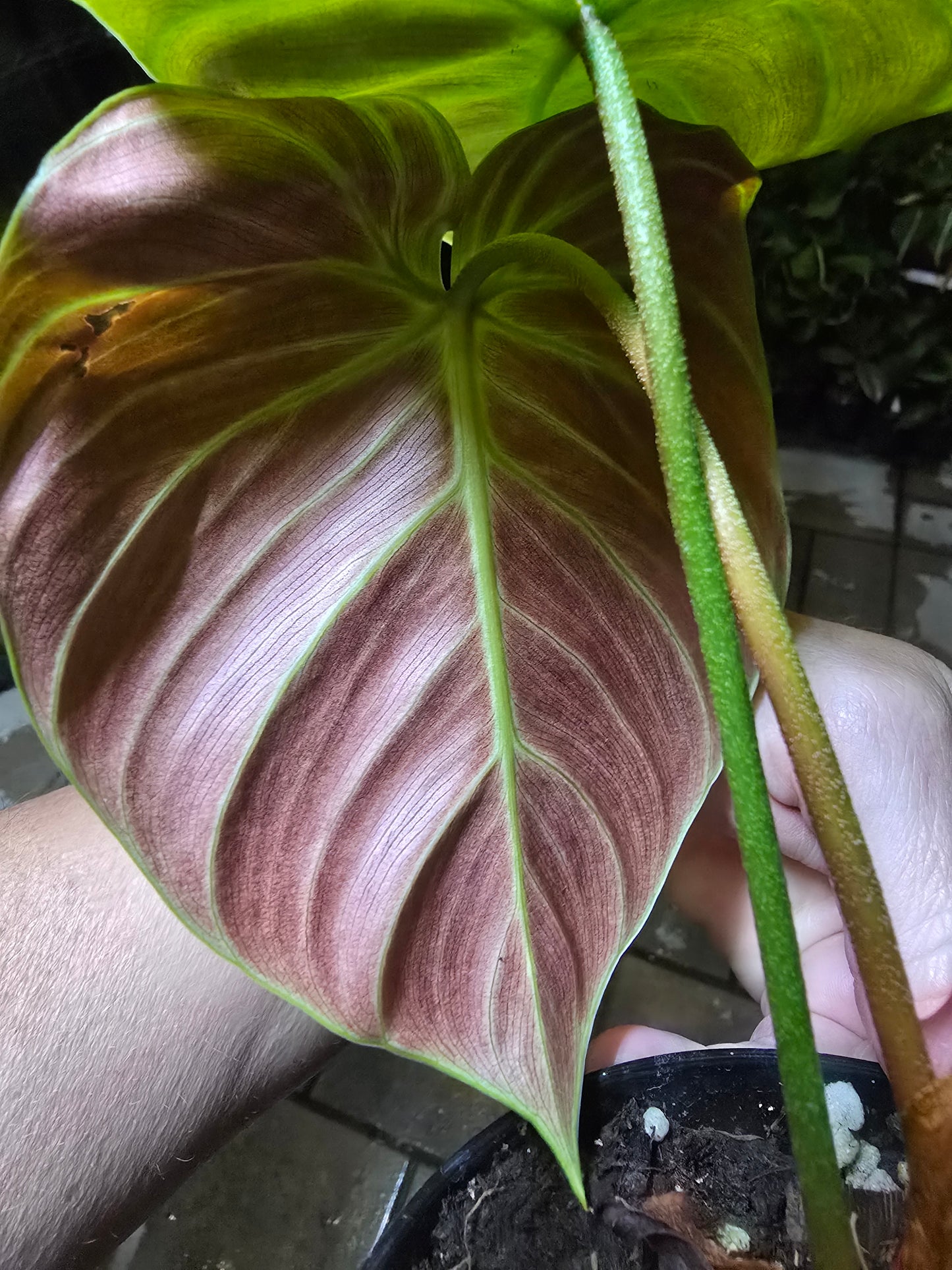 4" Philodendron El Choco Red - Not Pet Friendly - Pick Your Plant Option - Live Indoor Plant