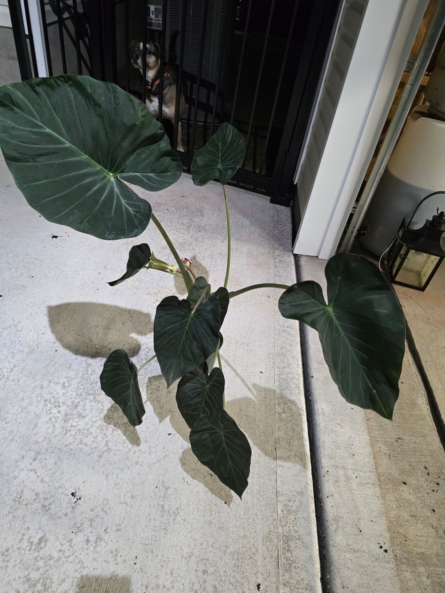 6" Alocasia Regal Shield XL - Not Pet Friendly - Pick Your Plant Option - Live Indoor Plant