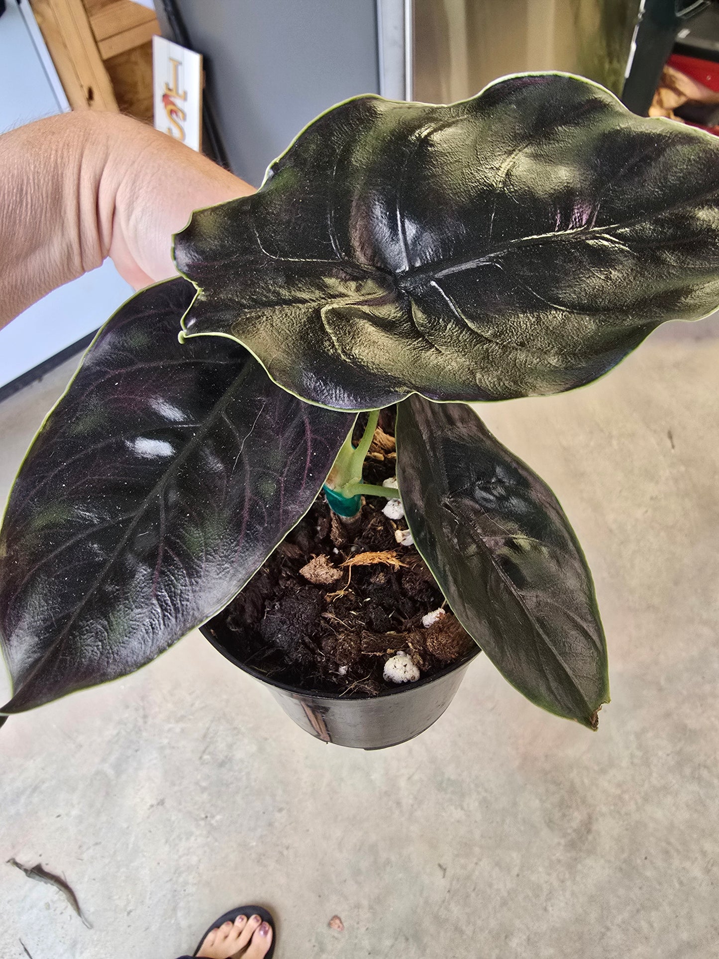 4" Alocasia Azlanii - Not Pet Friendly - Pick Your Plant Option - Live Indoor Plant