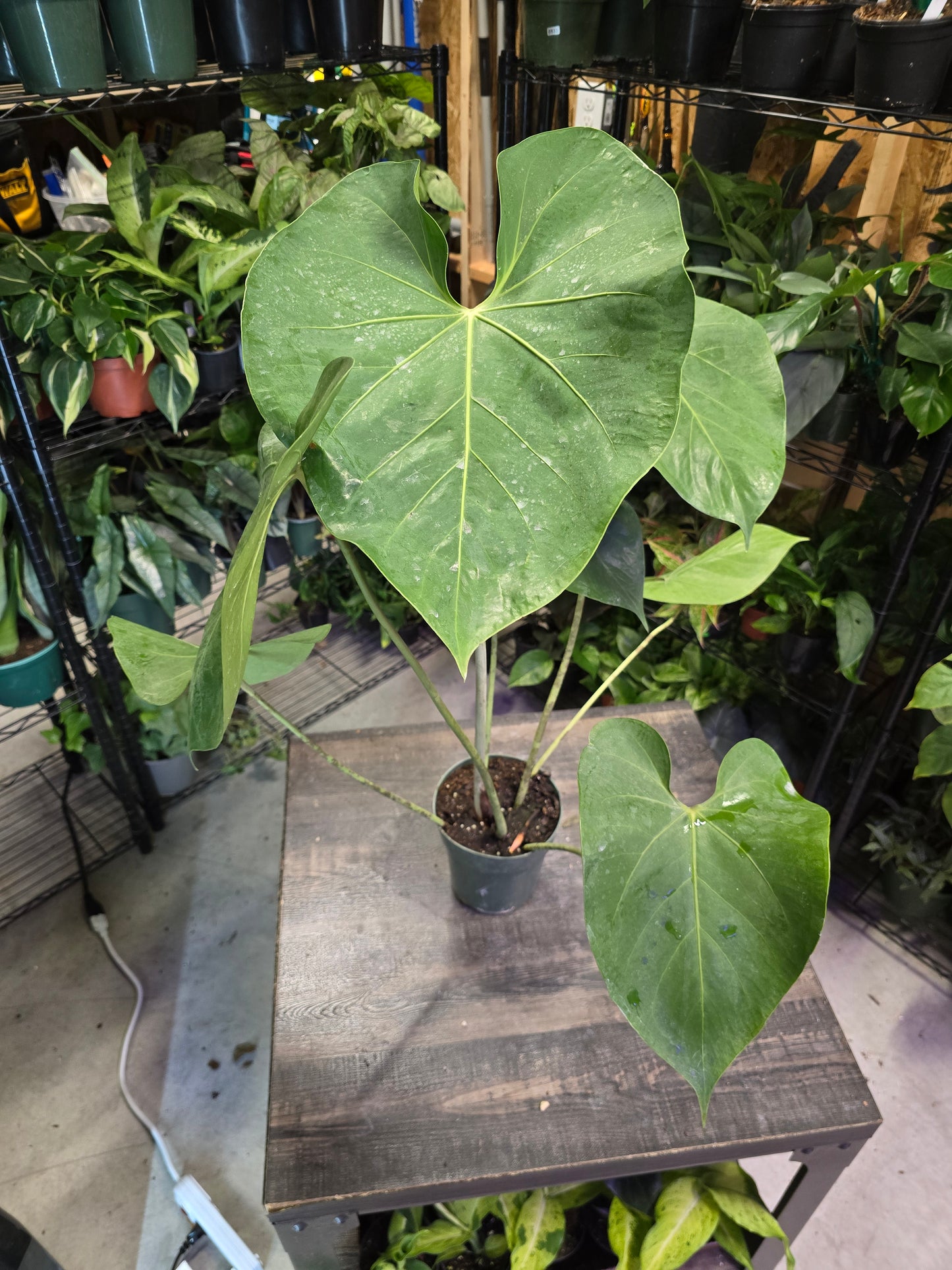 6" Anthurium Faustino's Giant (Faustomirandae) - Not Pet Friendly - Pick Your Plant Option - Live Indoor Plant