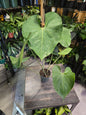 6" Anthurium Faustino's Giant (Faustomirandae) - Not Pet Friendly - Pick Your Plant Option - Live Indoor Plant