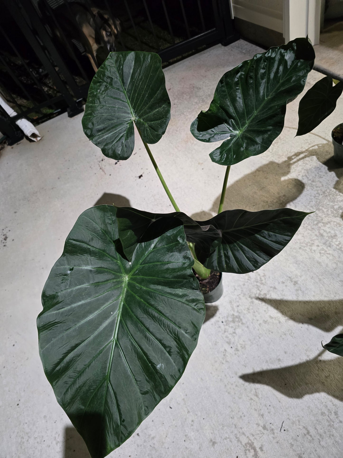 6" Alocasia Regal Shield XL - Not Pet Friendly - Pick Your Plant Option - Live Indoor Plant